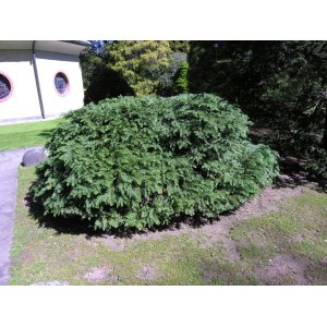 Cypruštek Lawsonov (Chamaecyparis lawsoniana) ´NIDIFORMIS´ - Ø rastliny 15-25cm, kont. C3L